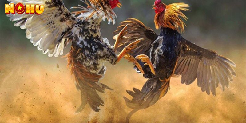 Hướng Dẫn Tham Gia AOG Đá Gà Nohu90