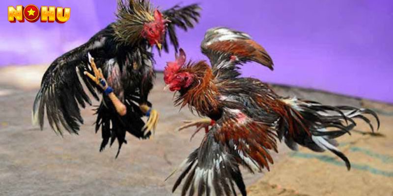 Giới Thiệu Về AOG Đá Gà Nohu90