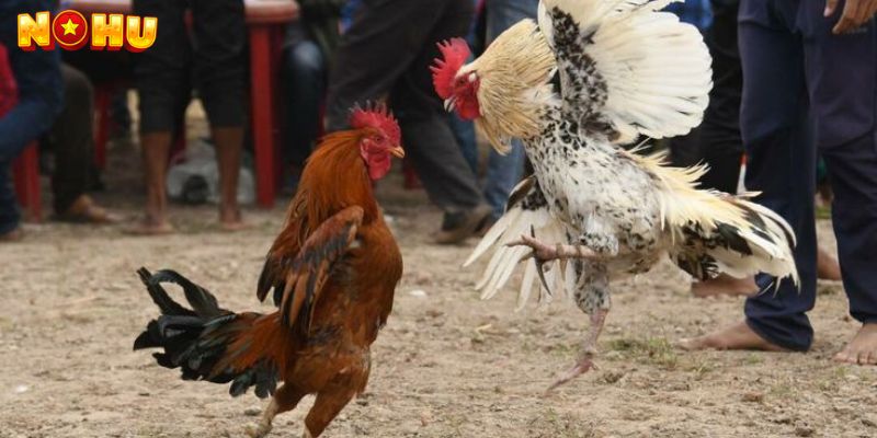 Khuyến Mãi Và Ưu Đãi Khi Chơi Aog Đá Gà Nohu90