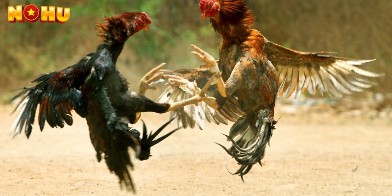 Đặt cược vào các trận đấu đá gà. 