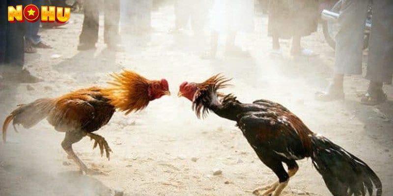 Đá gà Nohu90 là cá cược đá gà trực tuyến.