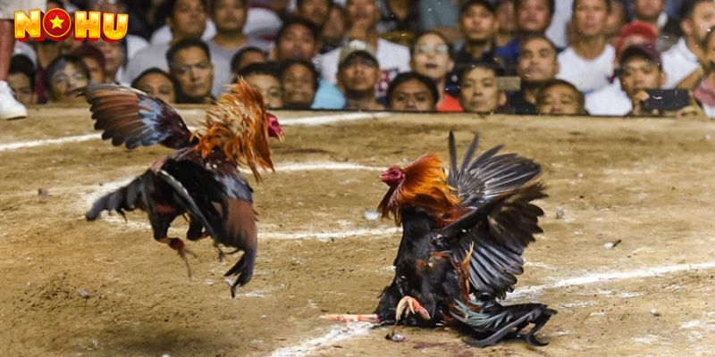 Giới Thiệu Về Đá Gà Thomo Nohu90