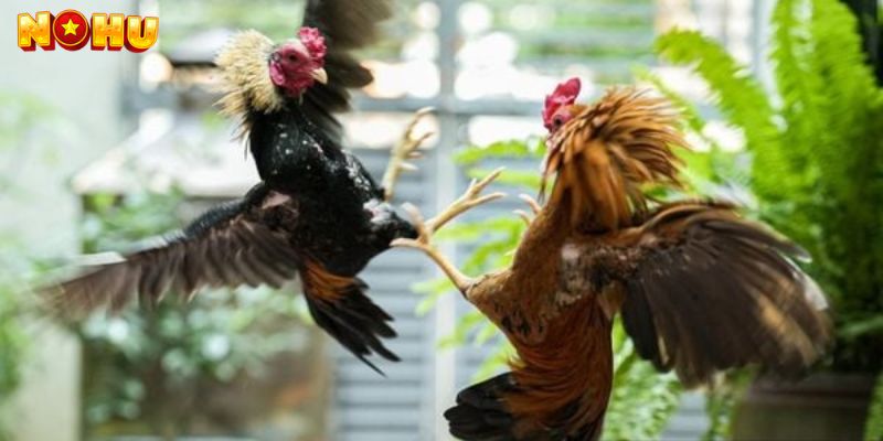 Vì Sao Nên Chọn Đá Gà Thomo Nohu90