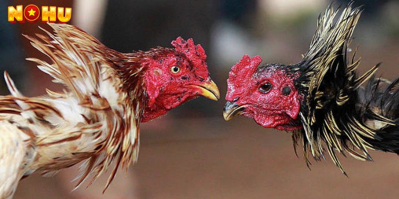 Khuyến Mãi Khi Tham Gia Đá Gà Trực Tuyến Nohu90