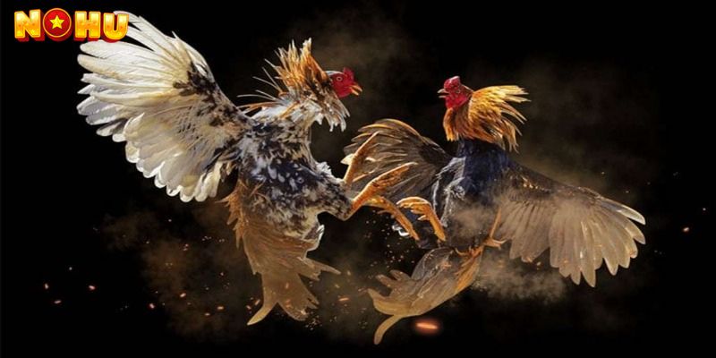 Tại Sao Nên Chọn Đá Gà Trực Tuyến Nohu90