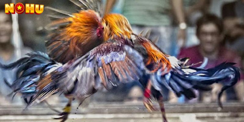 Giới Thiệu Về Đá Gà Trực Tuyến Nohu90