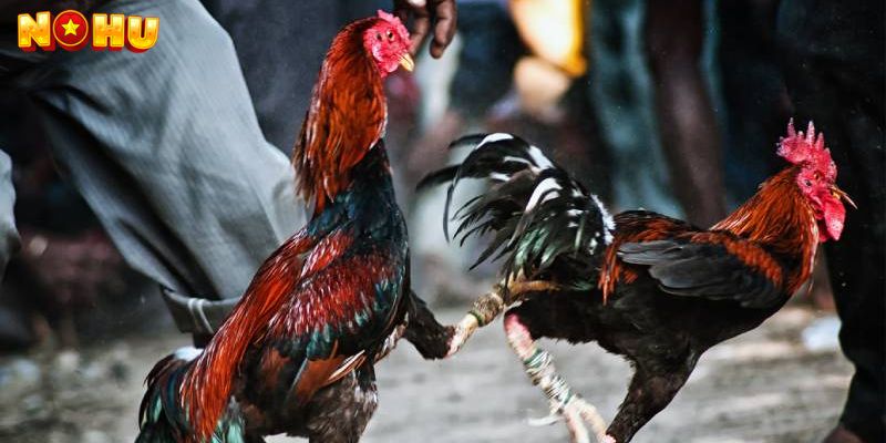 Giới Thiệu Tổng Quan Về WS168 Đá Gà Nohu90