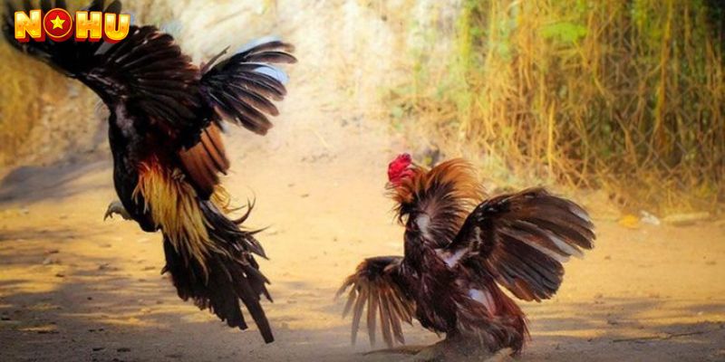 Hướng Dẫn Chơi Đá Gà WS168 Nohu90